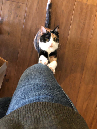 Gemma
